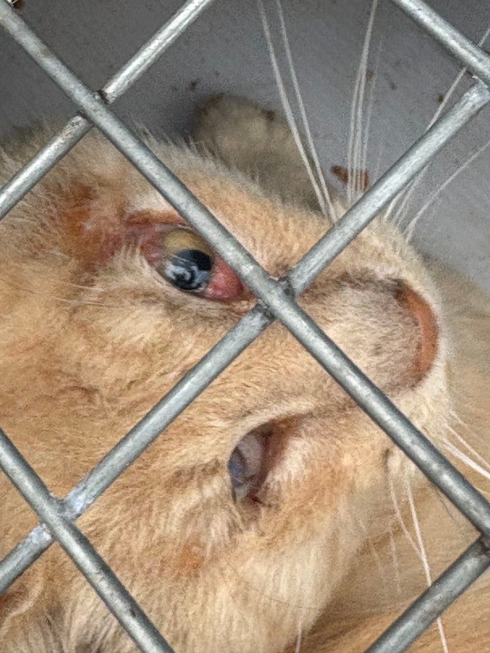Close view of Rocky’s severely infected eye after he was safely trapped.