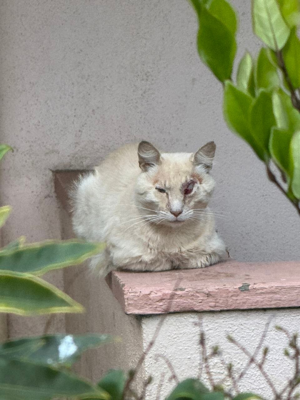 Rocky facing the camera while sitting on an outdoor ledge.