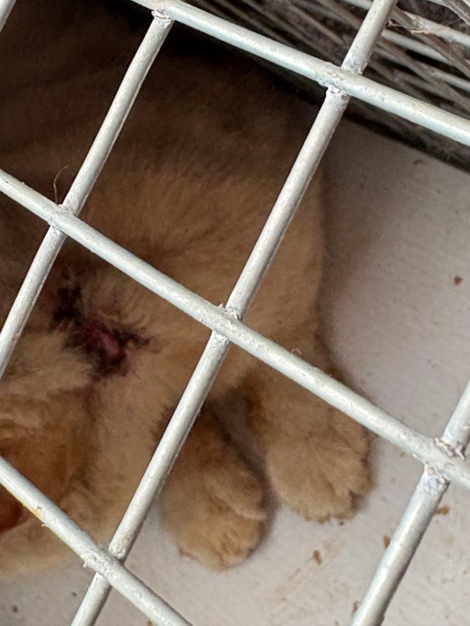 Close view of the wound on Rocky’s neck after he was safely trapped.