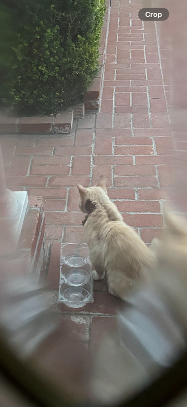 Rocky seen from behind near water bowls in the neighborhood after he was injured.