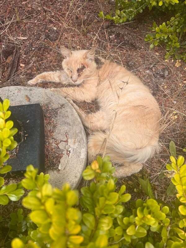 Rocky lying beside bushes and a circular concrete structure outdoors.