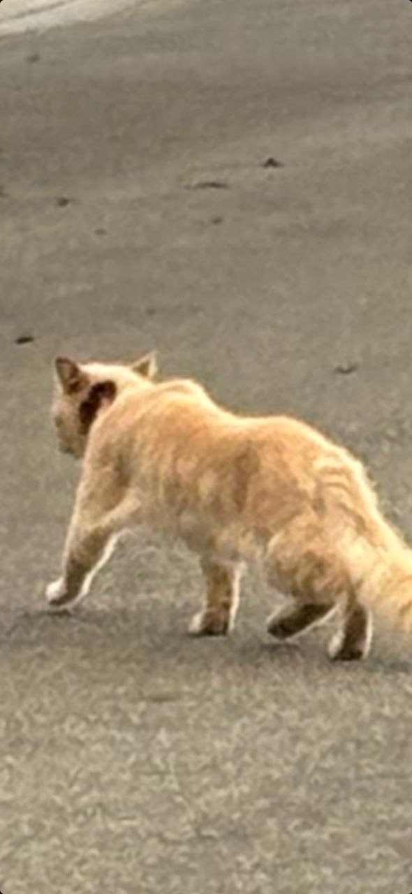 Rocky walking outdoors in the Daly City neighborhood.